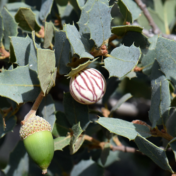 Sonoran Scrub Oak plays host to several varieties of gall wasps or gallflies of the sub-family Cynipidae. This photo shows a gall made by a cynipid wasp. Quercus turbinella Sonoran Scrub Oak plays host to several varieties of gall wasps or gallflies of the sub-family Cynipidae. This photo shows a gall made by a cynipid wasp. Quercus turbinella